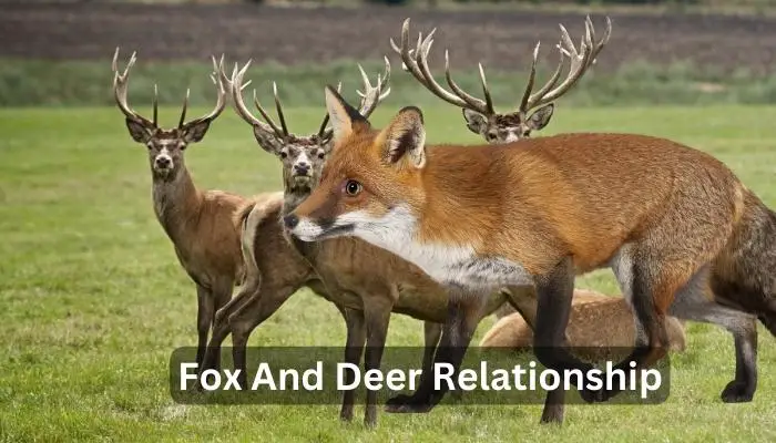 Fox And Deer Relationship