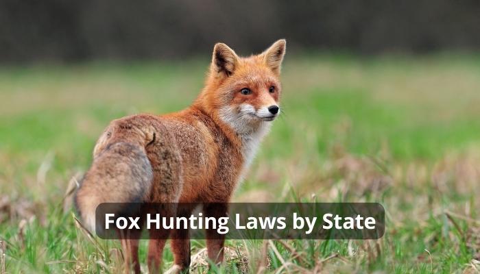 Fox Hunting Laws by State