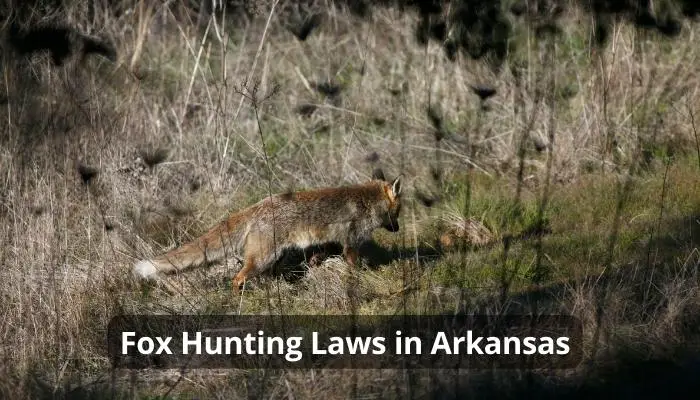 Fox Hunting Laws in Arkansas in 2023
