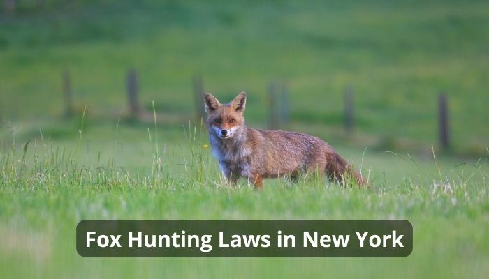Fox Hunting Laws in New York In 2023
