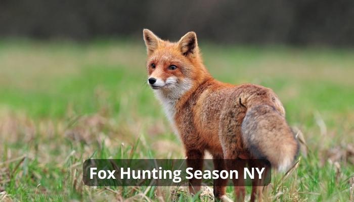 Fox Hunting Season NY