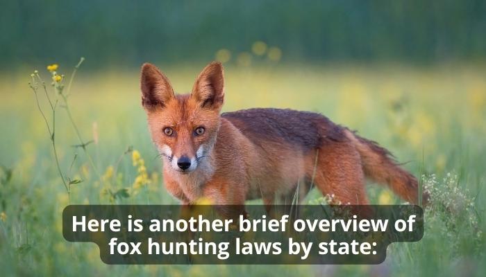 Here is another brief overview of fox hunting laws by state:
