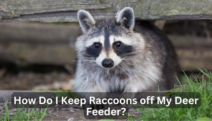 How Do I Keep Raccoons off My Deer Feeder?