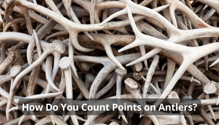 How Do You Count Points on Antlers?