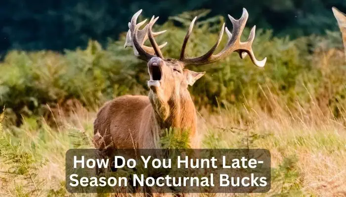 How Do You Hunt Late-Season Nocturnal Bucks