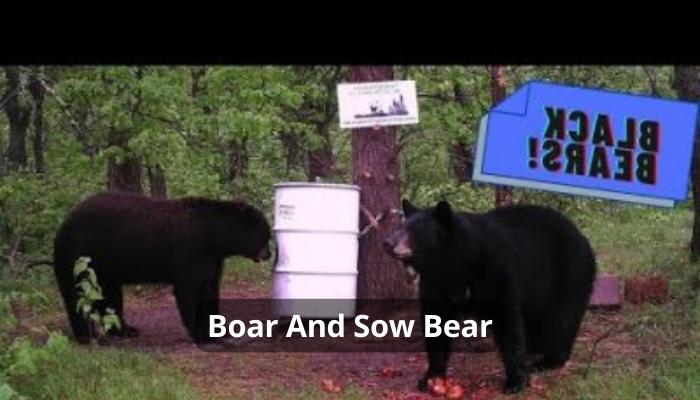 Boar And Sow Bear