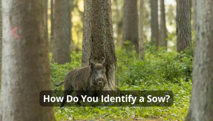 How Do You Identify a Sow?