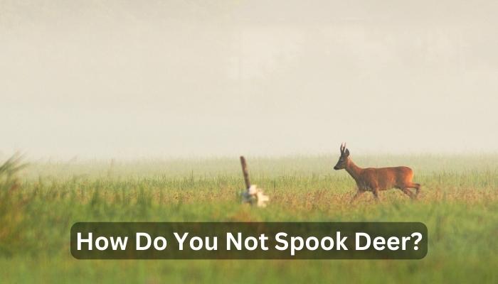 How Do You Not Spook Deer?