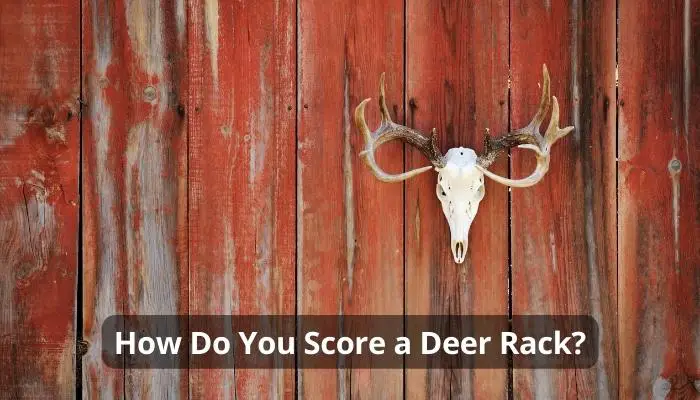 How Do You Score a Deer Rack?