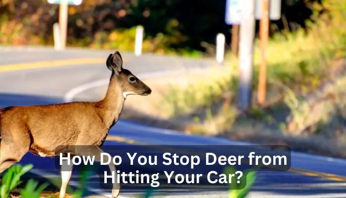 How Do You Stop Deer from Hitting Your Car?