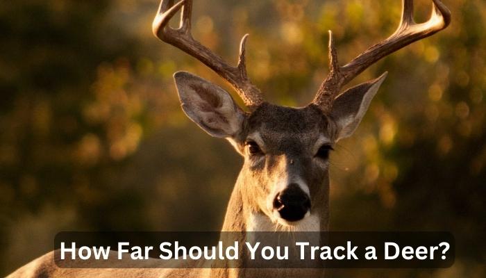 How Far Should You Track a Deer?