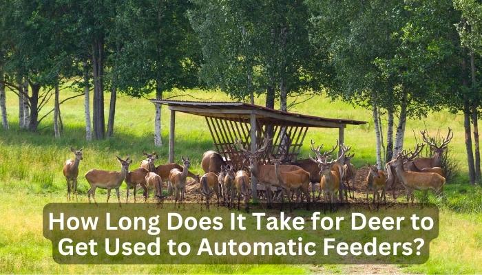 How Long Does It Take for Deer to Get Used to Automatic Feeders?