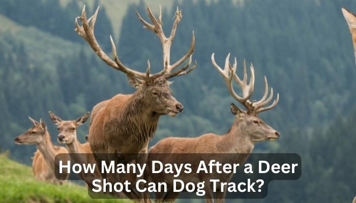 How Many Days After a Deer Shot Can Dog Track?