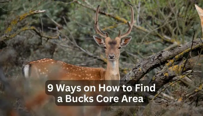 How to Find a Bucks Core Area