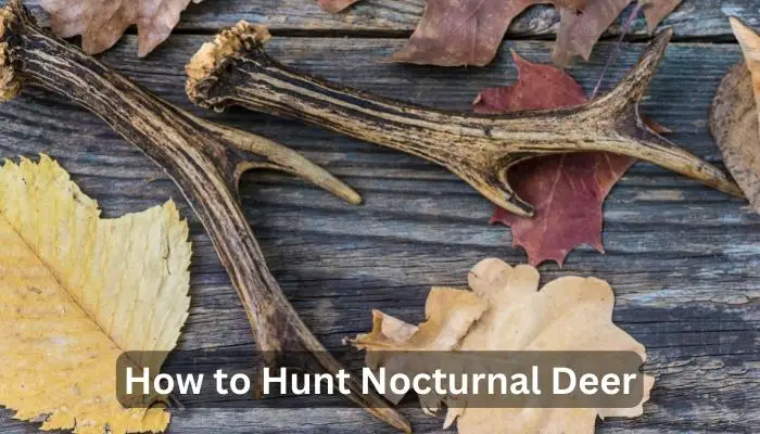 How to Hunt Nocturnal Deer