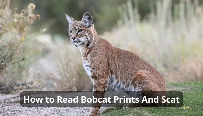 How to Read Bobcat Prints And Scat