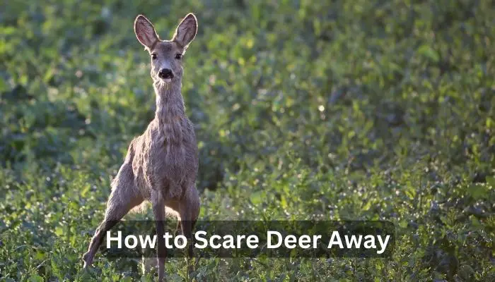 How to Scare Deer Away
