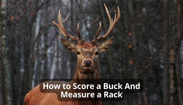 How to Score a Buck And Measure a Rack