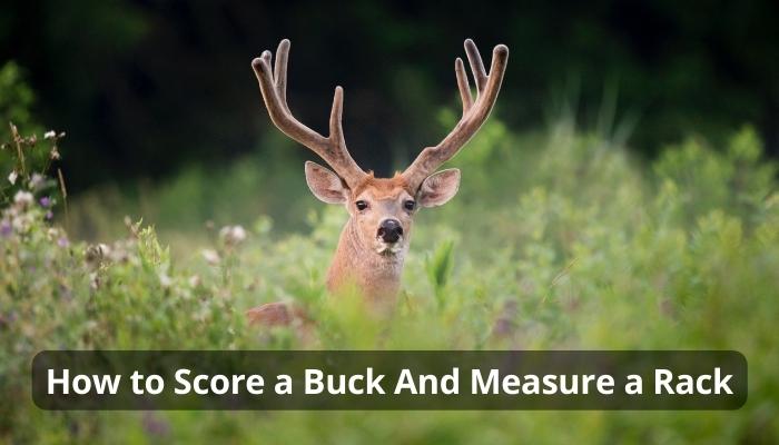How to Score a Buck And Measure a Rack