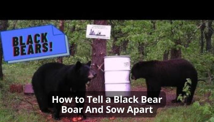 How to Tell a Black Bear Boar And Sow Apart