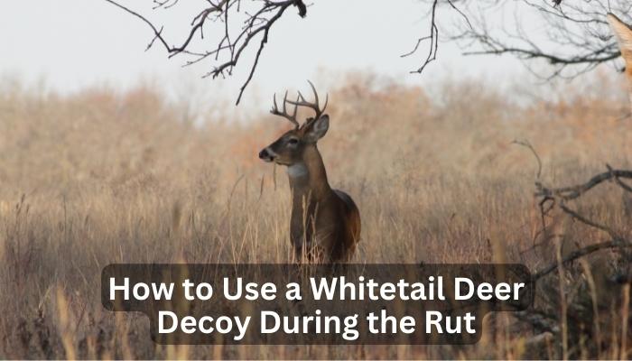 How to Use a Whitetail Deer Decoy During the Rut 2022
