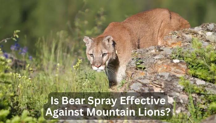 Is Bear Spray Effective Against Mountain Lions?