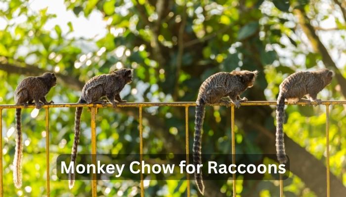 Monkey Chow for Raccoons