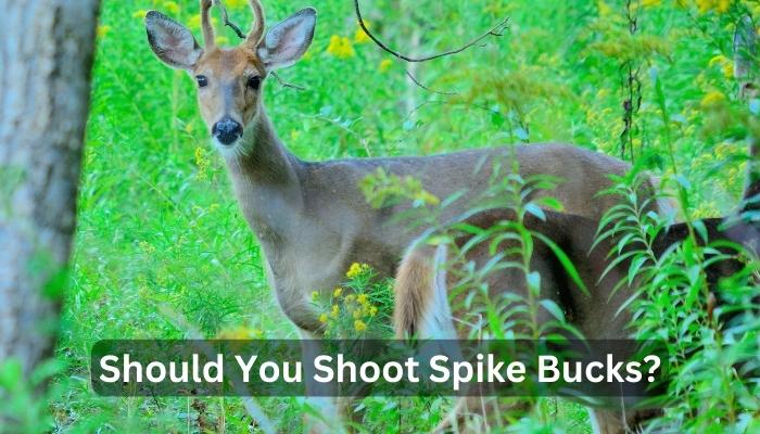 Should You Shoot Spike Bucks?