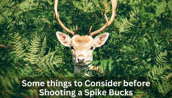 Some things to Consider before Shooting a Spike Bucks