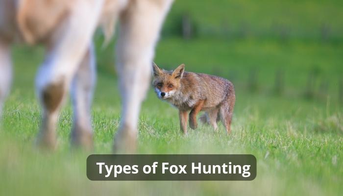  Types of Fox Hunting