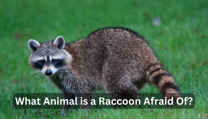 What Animal is a Raccoon Afraid Of?