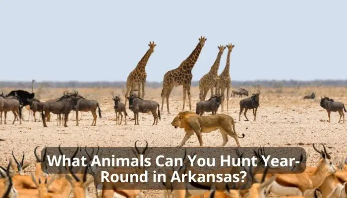 What Animals Can You Hunt Year-Round in Arkansas?