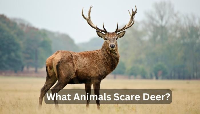 What Animals Scare Deer?