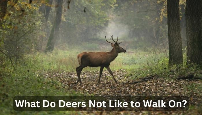 What Do Deers Not Like to Walk On?