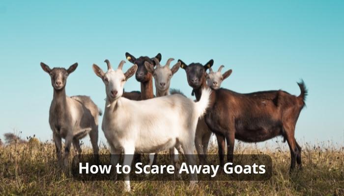 Do Goats Scare Deer Away