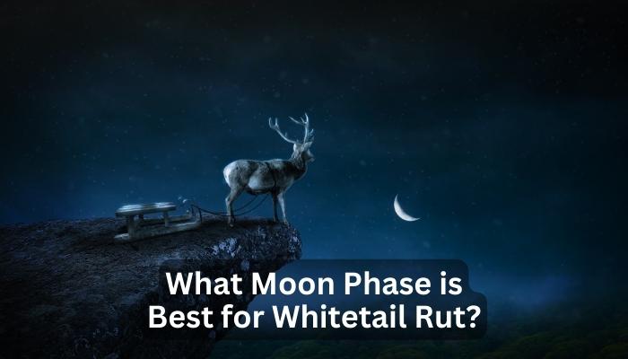 What Moon Phase is Best for Whitetail Rut