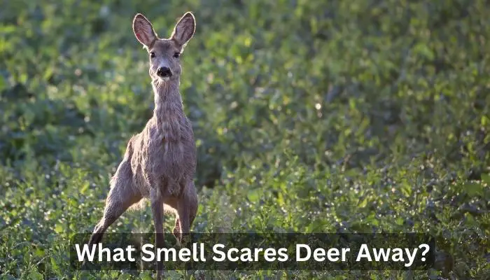 What Smell Scares Deer Away?