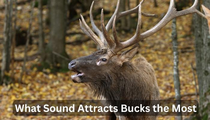 What Sound Attracts Bucks the Most