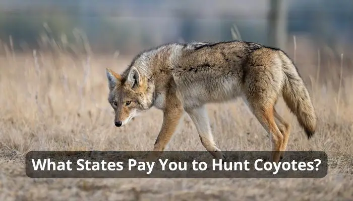 What States Pay You to Hunt Coyotes?