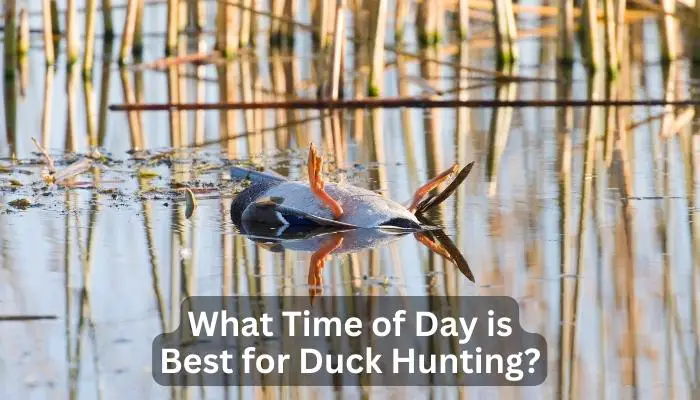 What Time of Day is Best for Duck Hunting?