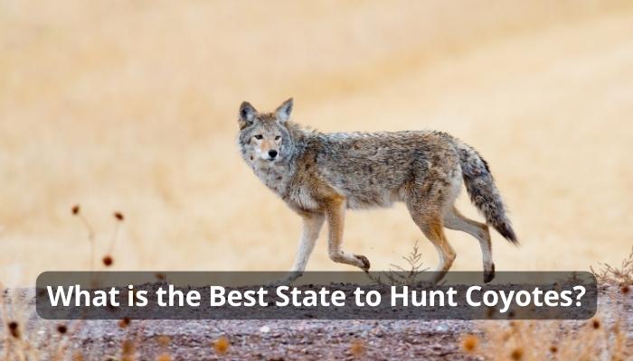 What is the Best State to Hunt Coyotes?