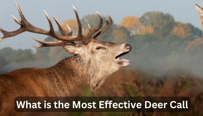 What is the Most Effective Deer Call