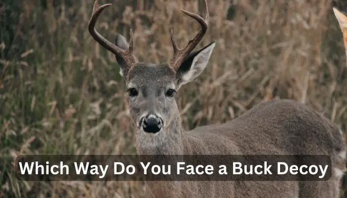 Which Way Do You Face a Buck Decoy