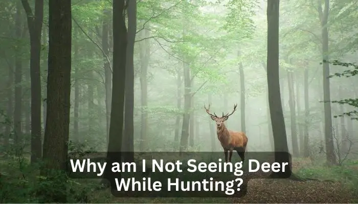 Why am I Not Seeing Deer While Hunting?