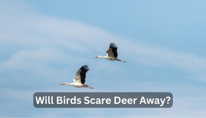 Will Birds Scare Deer Away?