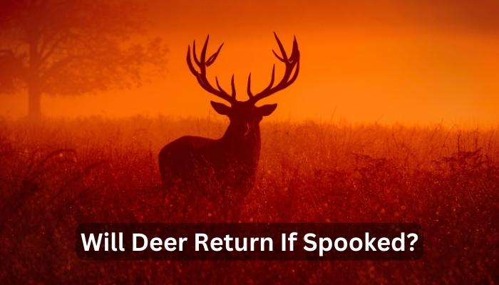 Will Deer Return If Spooked?