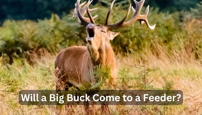 Will a Big Buck Come to a Feeder?