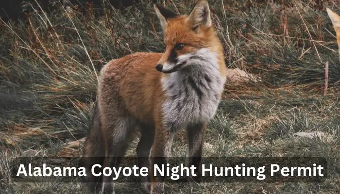 Alabama Coyote Night Hunting Permit