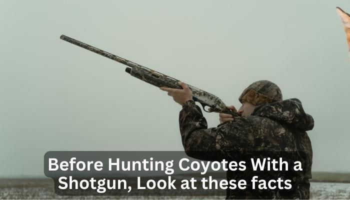 Before Hunting Coyotes With a Shotgun, Look at these facts