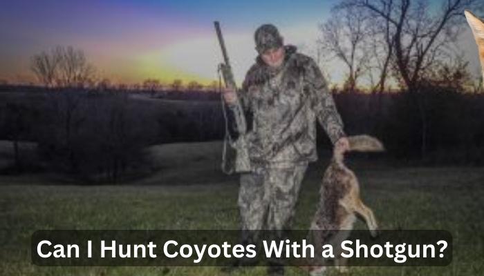 Can I Hunt Coyotes With a Shotgun